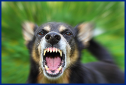 Agression par un animal Agression par un animail